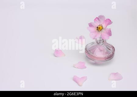 parfum pour femmes, fleur rose, pétales sur fond blanc. Banque D'Images