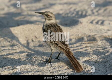 Galapagos Mockingbird, Mimus parvulus, Equateur, Amérique du Sud Banque D'Images