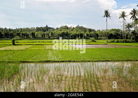 Rizières et palmiers près du temple de Borobudur, Indonésie Banque D'Images
