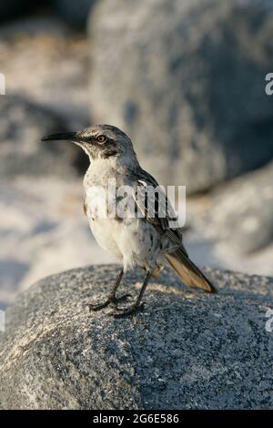 Galapagos Mockingbird, Mimus parvulus, Equateur, Amérique du Sud Banque D'Images