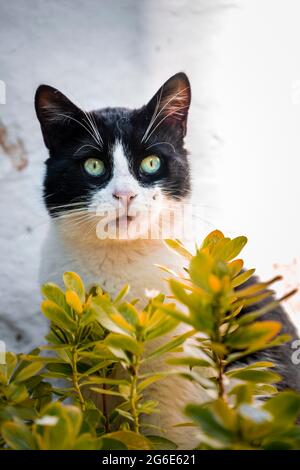 Chat noir et blanc qui regarde de derrière les feuilles, Paros, Cyclades, Mer Egéé, Grèce Banque D'Images