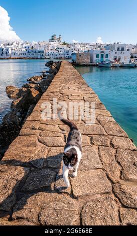 Chat blanc et noir sur le mur du port, ville portuaire de Naoussa, île de Paros, Cyclades, Grèce Banque D'Images