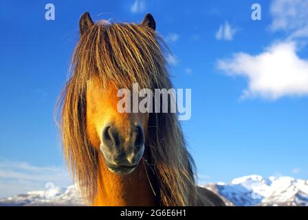 Cheval islandais, épaisse manie devant les yeux, Dalvik, Islande Banque D'Images