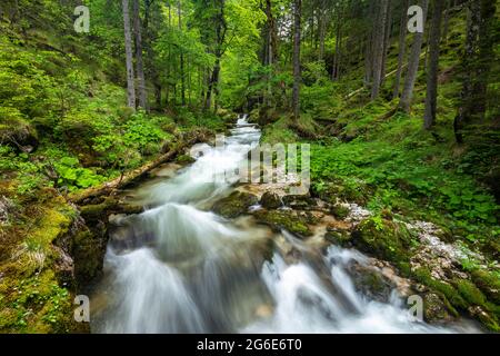 Torrent à Hartelsgraben, parc national de Gesäuse, Styrie, Autriche Banque D'Images