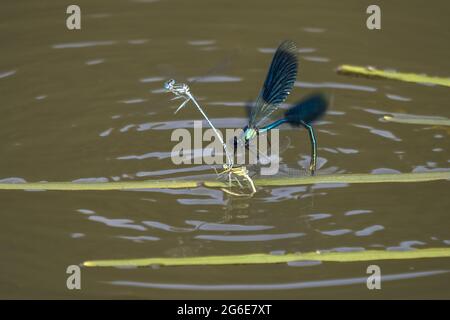 Bagués demoiselle (calopteryx splendens), mâles, attaquant les damselflies en fer à cheval (Coenagrion puella), Hesse, Allemagne Banque D'Images