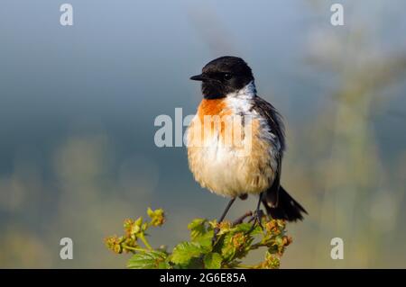 Stonechat, mâle pendant la saison de reproduction, juin, NSG Dingdener Heide, Rhénanie-du-Nord-Westphalie, Allemagne Banque D'Images