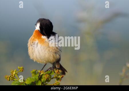 Stonechat, homme pendant la saison de reproduction, préening, juin, NSG Dingdener Heide, Rhénanie-du-Nord-Westphalie, Allemagne Banque D'Images