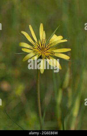 Barbe de chèvre de prairie (Tragopogan pratensis) en fleur, près de Kresna, Bulgarie Banque D'Images