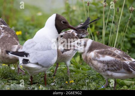 Tête noire Gull avec jeune Banque D'Images