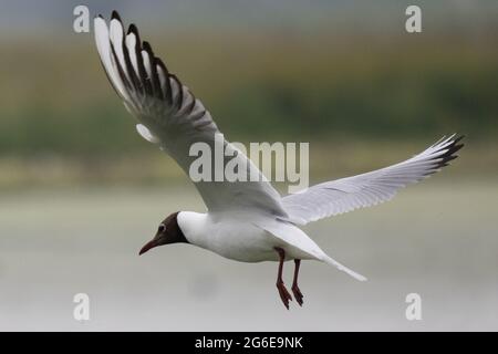 Mouette à tête noire Banque D'Images