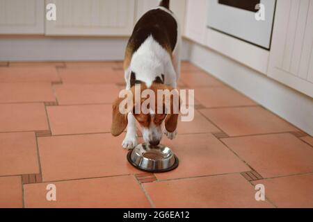 Joli chien Beagle regardant un bol pour chien vide. Chien de Beagle affamé Banque D'Images