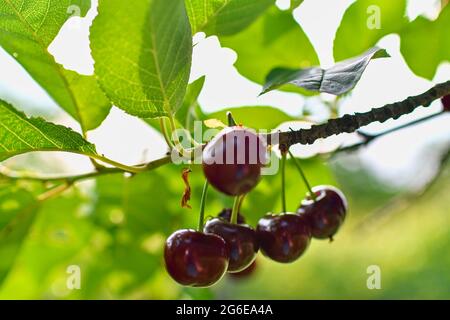 Cerises accrochées à une branche de cerisier. Cerise douce aux baies rouges sur fond de feuillage vert. Mise au point sélective Banque D'Images