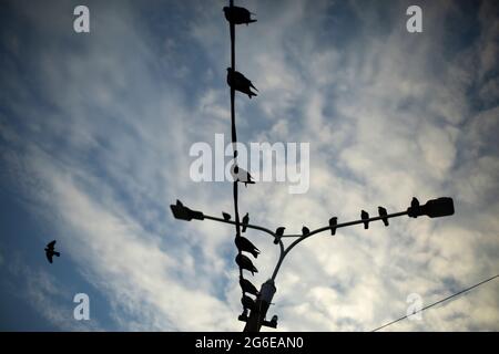 Les pigeons sont assis sur des fils. Oiseaux sur un lampadaire. Silhouettes d'oiseaux contre le ciel. Banque D'Images