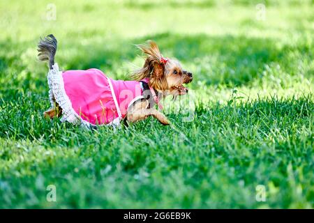 Le petit chien de la race Yorkshire Terrier court sur la pelouse tout en marchant. Banque D'Images