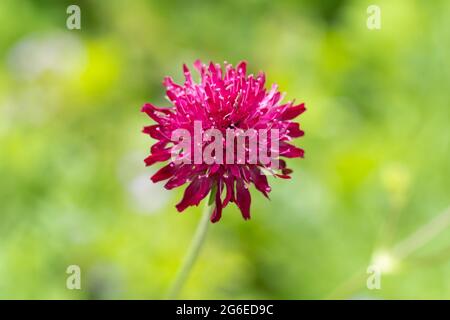 Macro gros plan d'une couleur magenta Knautia macedonica Griseb. Fleur - macédonien Scabious - floraison en juillet dans un jardin à Worcestershire, Angleterre Banque D'Images