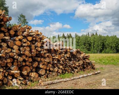 Les troncs sciés de pin et de bouleau se trouvent dans un grand tas dans une clairière sur la toile de fond de la forêt et du ciel bleu. Sec ensoleillé jour d'été. Banque D'Images