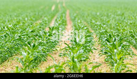 image détaillée de jeunes plants de maïs en rangées dans un champ d'agriculteur Banque D'Images