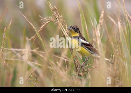 Bunting à poitrine jaune (Emberiza aureola), mâle adulte dans le champ de riz, long Valley, New Territories, Hong Kong 21 oct 2009 Banque D'Images