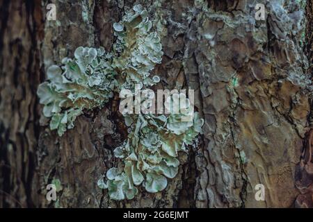 Gros plan. GREENSHIELD foliose White tube os oreiller lichen Parmeliaceae famille Hypogymnia physodes arbres de conifères de l'écorce en forêt Banque D'Images