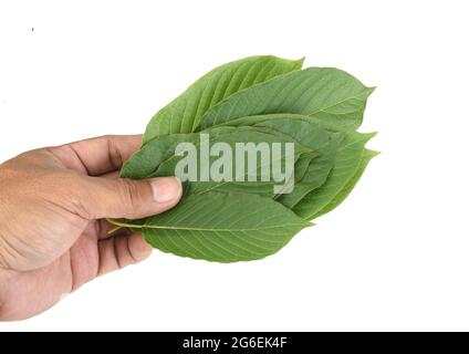 Mitragyna speciosa, feuilles de kratom isolées sur fond blanc Banque D'Images
