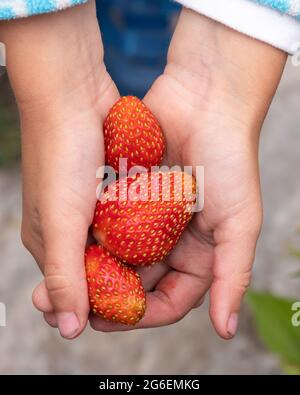 Les mains des enfants portent de grandes fraises rouges mûres fraîches, en gros plan. Plats végétariens. Banque D'Images