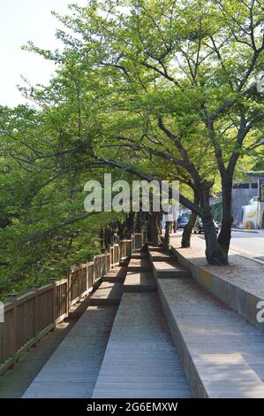 Sentier de randonnée sur Dalmaji Road à Busan, Corée du Sud Banque D'Images