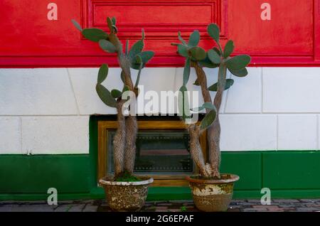 Mur coloré avec bandes horizontales rouges blanches vertes. Mur avec fleurs de cactus aux couleurs du drapeau mexicain. Drapeau hongrois peint au mur. Banque D'Images