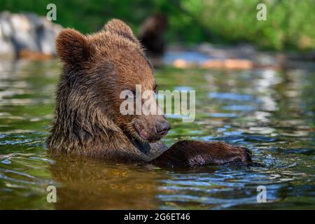 Ours brun sauvage (Ursus arctos) sur l'étang dans la forêt d'été. Animal dans l'habitat naturel. Scène de la faune Banque D'Images