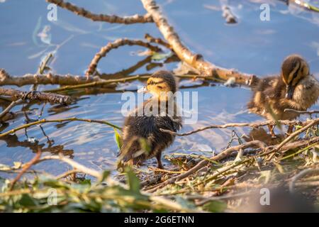 Mignon petit caneton debout seul sur un lac ou une rive de rivière avec de l'eau calme. Agriculture, Agriculture. Canard heureux. Mignon et humour Banque D'Images