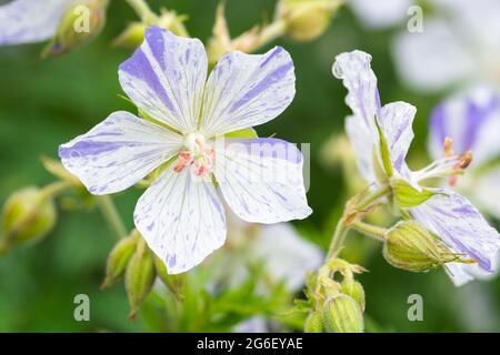 Géranium pratense 'Saplish-Splash' Banque D'Images