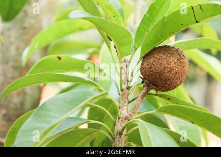 Fruit de Sapodilla sur branche d'arbre Banque D'Images