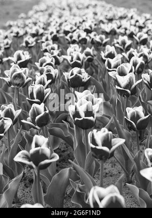 Hollande au printemps. Un été fantastique. Champ coloré de tulipes, pays-Bas. Champs bulbes au printemps. Harmonie dans la méditation. La nature est anti Banque D'Images