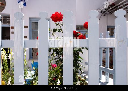 Clôture en bois blanc-neige typique avec des roses rouges et des plantes en fleur derrière dans la ville de Plaka sur l'île de Milos, Grèce. Banque D'Images