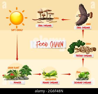Schéma de la chaîne alimentaire Illustration de Vecteur