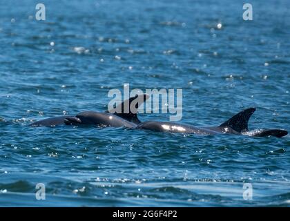 Une gousse de dauphins à la surface de Moray Firth à Chanonry point, Fortrose, Écosse, Royaume-Uni. Banque D'Images