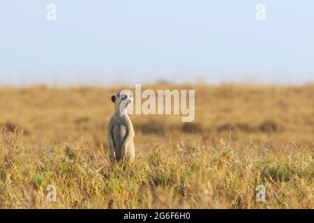 Meerkat debout et balayage de la zone. Makgadikgadi pans, Botswana, Afrique Banque D'Images