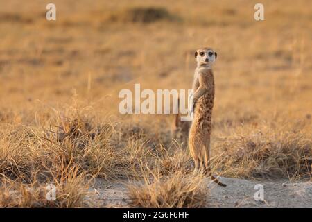 Meerkat (Suricata suricata) debout regardant la caméra. Makgadikgadi pans, Botswana, Afrique Banque D'Images