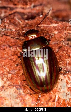 Fermer Voir le détail d'un scarabée de romarin sur un morceau de bois sur la forêt.
