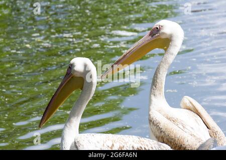 Un couple de jeunes pélicans sur la rive du lac se prélassent au soleil en été. Photo de haute qualité Banque D'Images