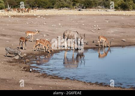 Kudu, Warthog, Impala mélangent les animaux au trou d'eau. Parc national d'Etosha, Namibie, Afrique Banque D'Images