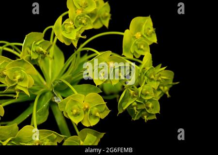 Gros plan sur les fleurs jaunes de l'Euphorbia cyparissias ou de l'Euphorbia esula. Isolé sur le noir. Banque D'Images