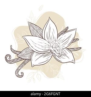 Illustration de fleurs et de bâtons de vanille dessinés à la main sur fond floral abstrait pour logo, recette, menu, emblème, tatouage,imprimé, spa, parfum, produits de soins de beauté Illustration de Vecteur