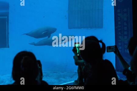 (210706) -- WUHAN, le 6 juillet 2021 (Xinhua) -- des enfants prennent des photos du marsouin sans finis de Yangtze lors d'un événement de vulgarisation scientifique à l'Institut d'hydrobiologie (IHB) de l'Académie chinoise des sciences à Wuhan, province de Hubei en Chine centrale, le 5 juillet 2021. Le marsouin sans finpar Yangtze YYC vit avec sa mère à l'IHB de l'Académie chinoise des sciences à Wuhan. Le marsouin sans finissant Yangtze, âgé d'un an, connu sous le nom d'ange ému en raison de sa bouche fixée dans un sourire permanent, est né le 3 juin 2020. La mère de YYC, Yangyang, 14 ans, a été transférée du lac Poyang à l'institut grâce à ex Banque D'Images