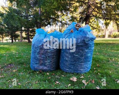 Nettoyage de l'environnement. Séchez les feuilles dans un sac à ordures. Les feuilles tombent des arbres en automne. Feuilles sèches. Banque D'Images