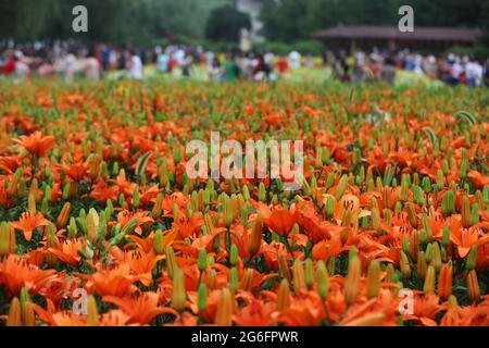 Shenyang, province chinoise de Liaoning. 6 juillet 2021. Photos de lys au parc Shenshuiwan à Shenyang, province de Liaoning, dans le nord-est de la Chine, le 6 juillet 2021. Credit: Yang Qing/Xinhua/Alamy Live News Banque D'Images