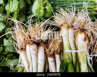 Échaulion. Oignon frais. Légumes à l'épicerie. Banque D'Images