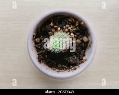 Cactus. Cactus dans le pot de fleurs, photo du haut. Cactus sur la table. Banque D'Images