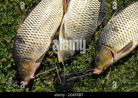 Poissons d'eau douce juste pris de l'eau. Plusieurs carpes de poisson sur l'herbe verte. Poisson pêché - carpe commune. Banque D'Images