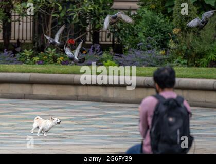 L'homme s'est assis dans le centre-ville en regardant son petit chien chasser les pigeons et les oiseaux sauvages. Assis seul à regarder le monde passer. Petit chien blanc courant lâche ayant Banque D'Images