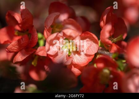 Chaenomeles × superba 'Color Trail' fleur de coing, famille: Rosaceae Banque D'Images